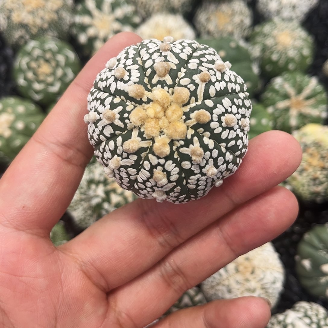 哈哈哈哈哈哈哈ｖ兜兜