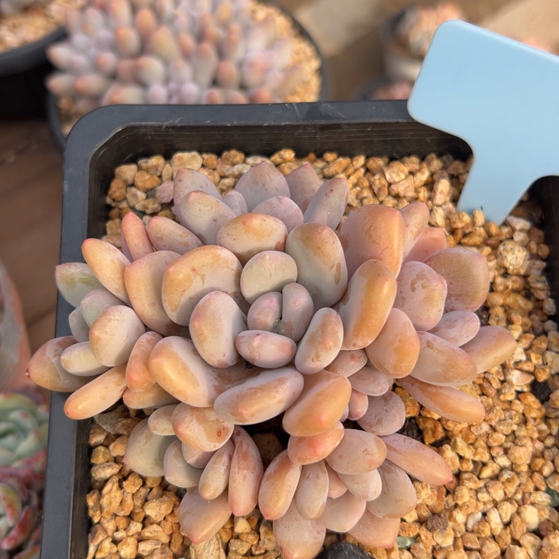 三明治111111111111111111