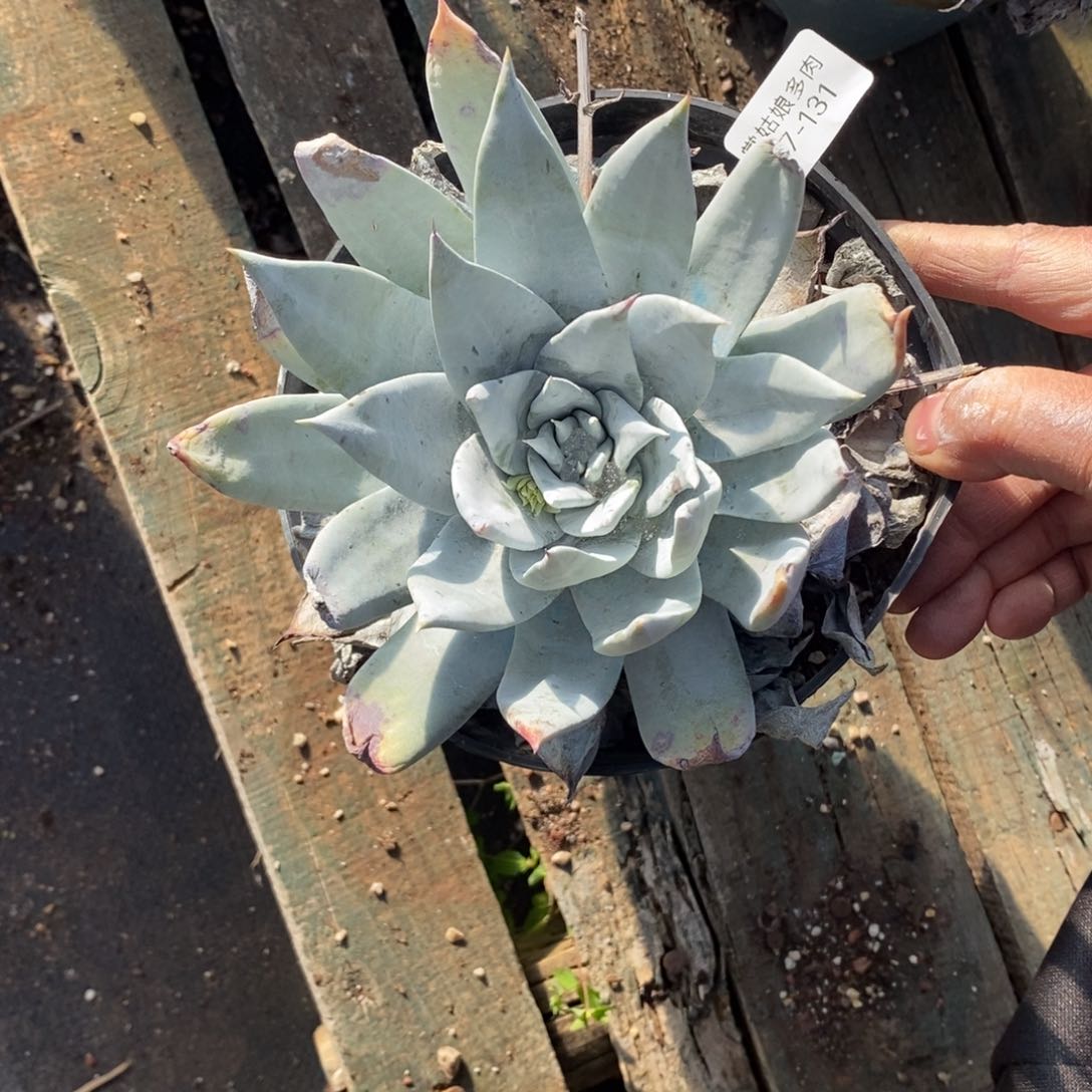 131号普西小可爱呀多肉