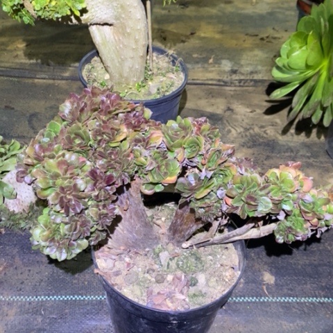 柠檬缀多肉植物035