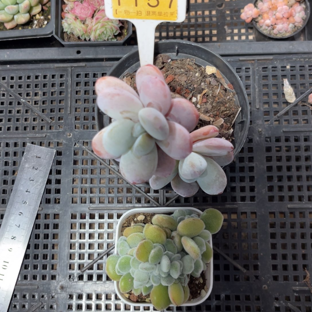 云尘多肉一物一拍1157