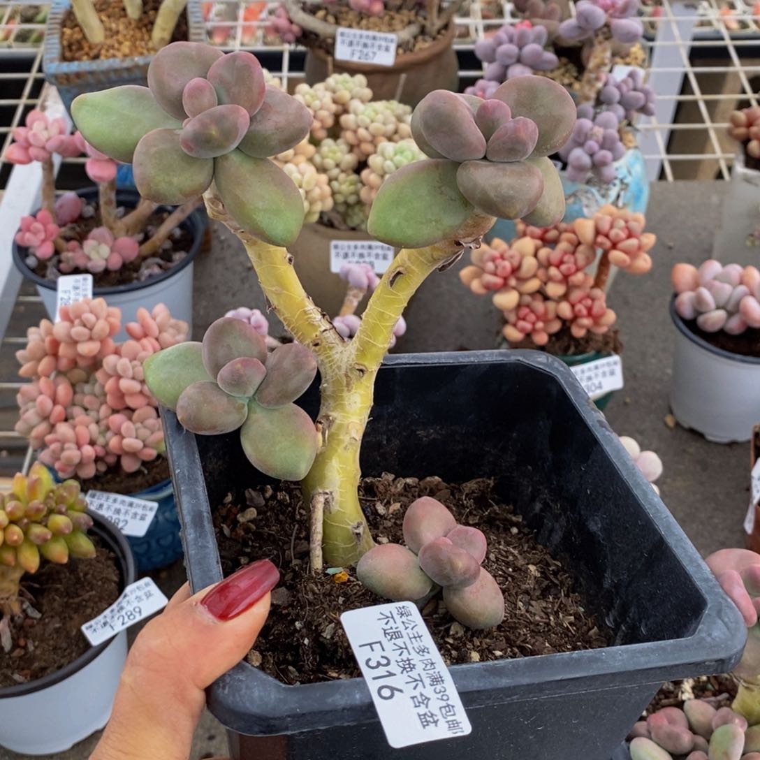 芒果奶酪316/10c m