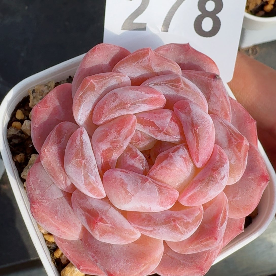 冰魄         精品多肉