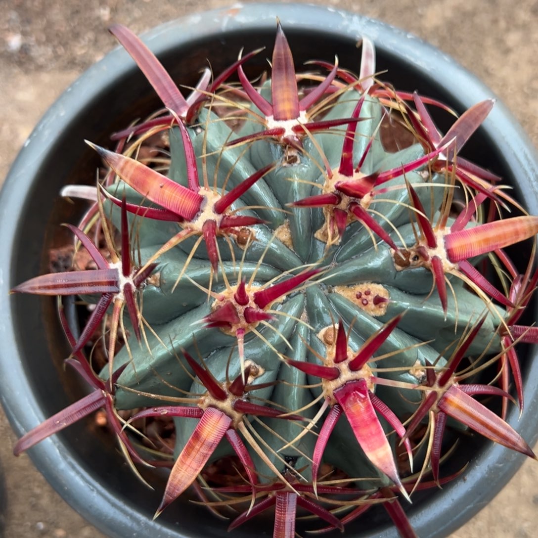 四***流 零零落落 零零落落