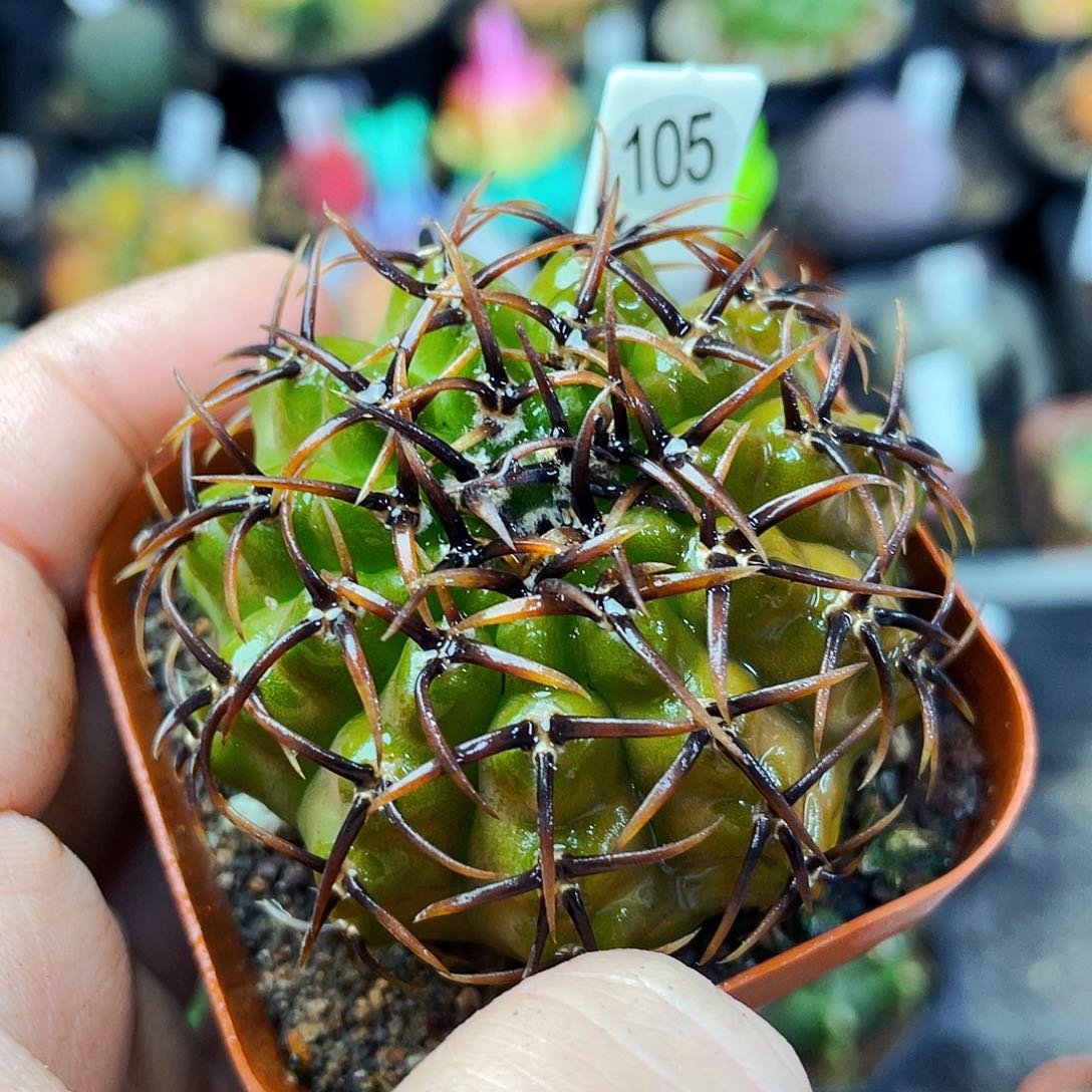 非偏远地区满25包邮仙人球