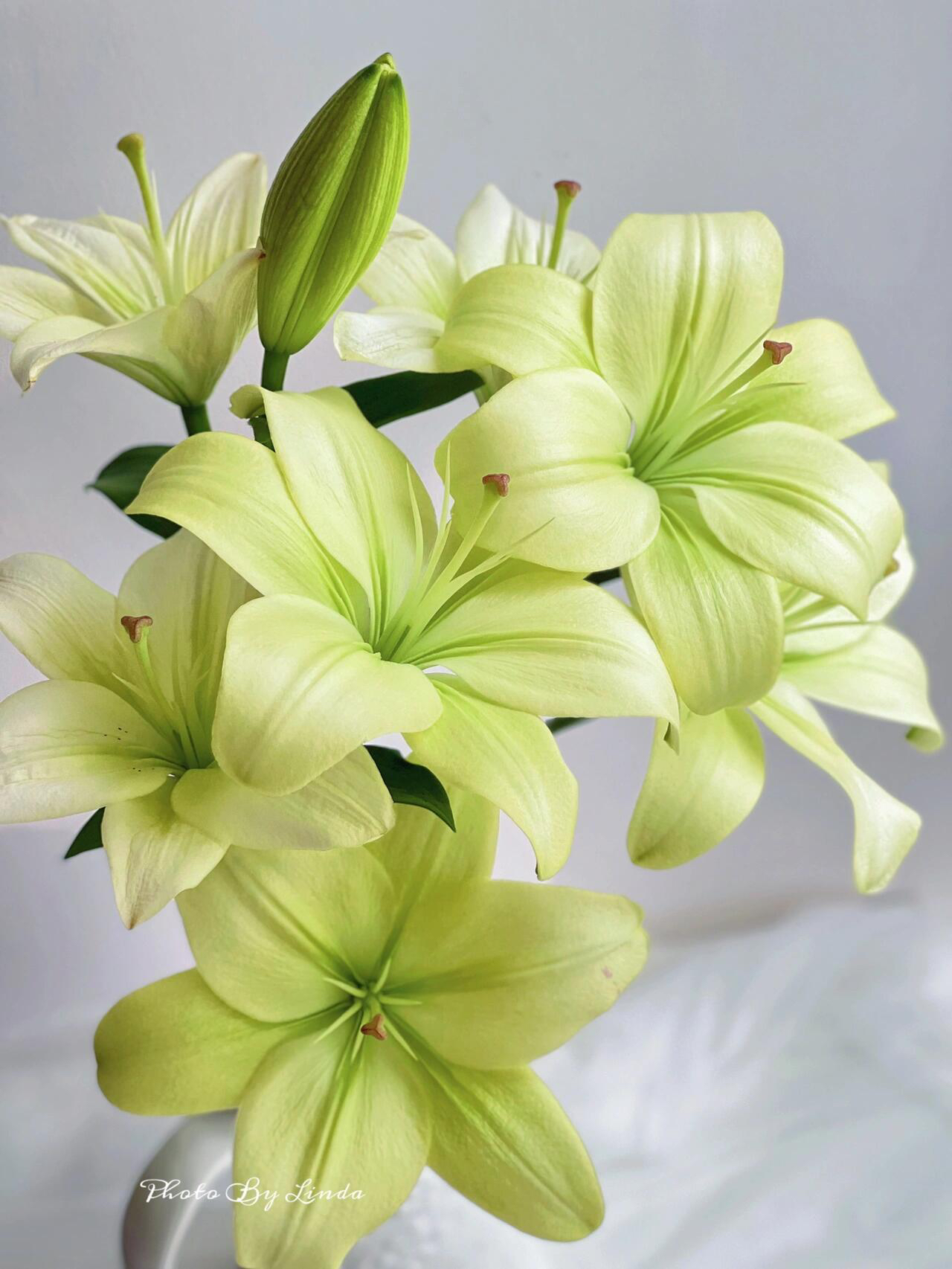 童年亚洲百合无香味小花苞生花苞迷你花苞抹茶色绿色鲜花中国水培