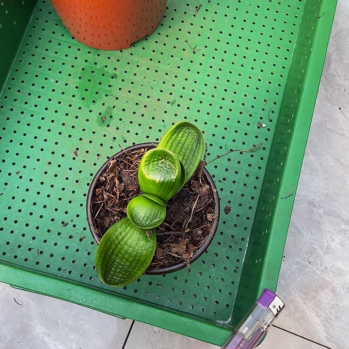 完全开放小静君子兰精品短叶