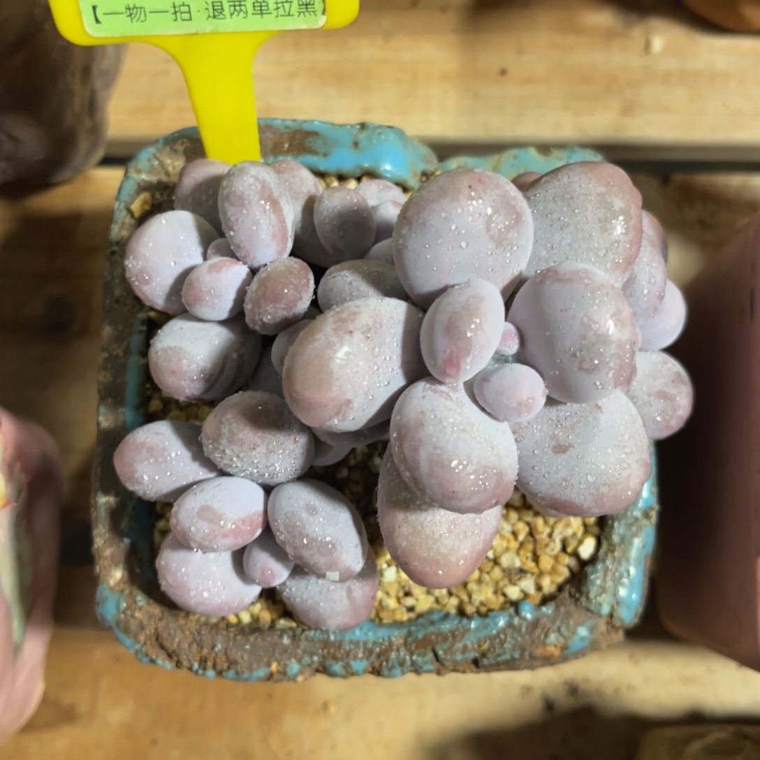 云尘多肉一物一拍不含盆