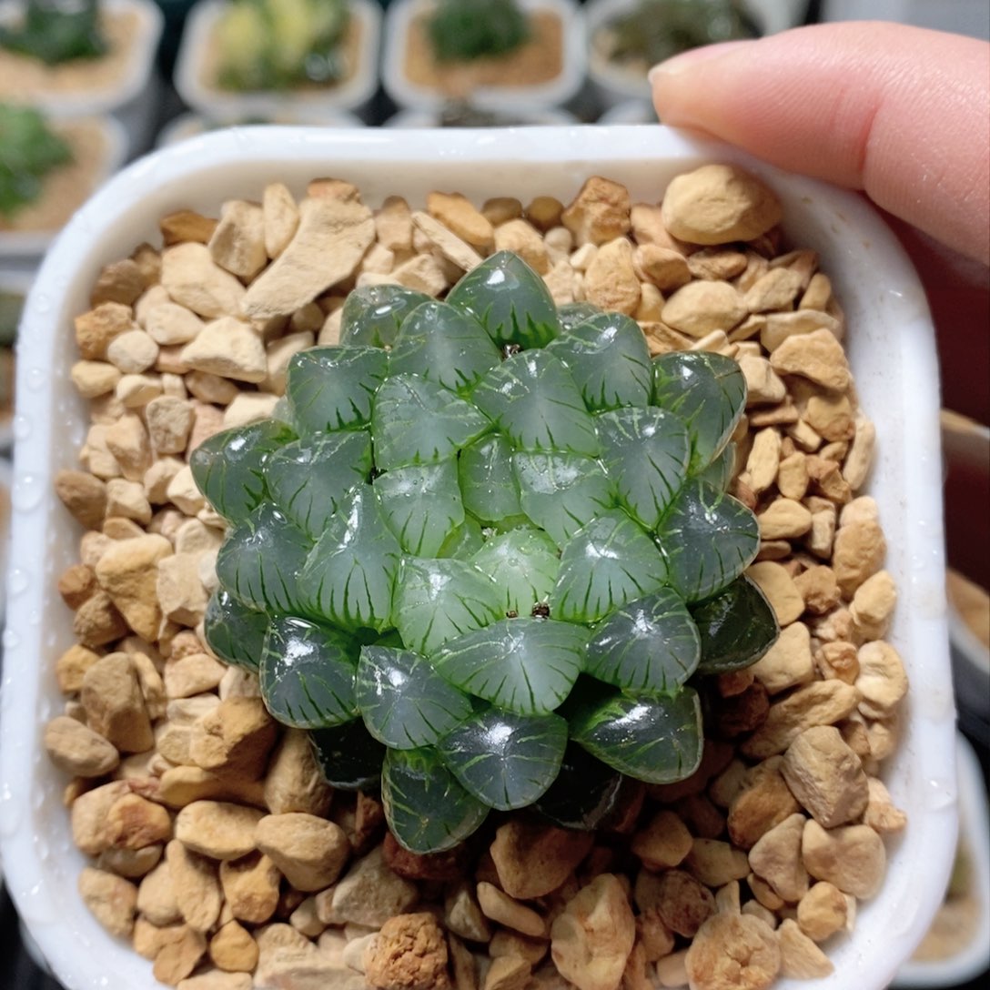 姬玉露多肉植物多肉植物