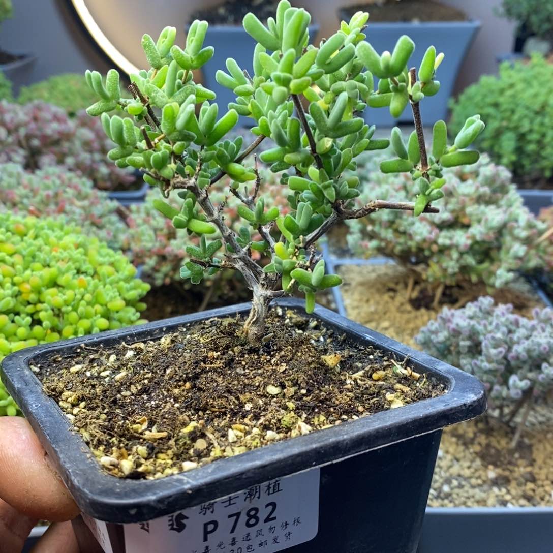 782虾钳枝干番杏