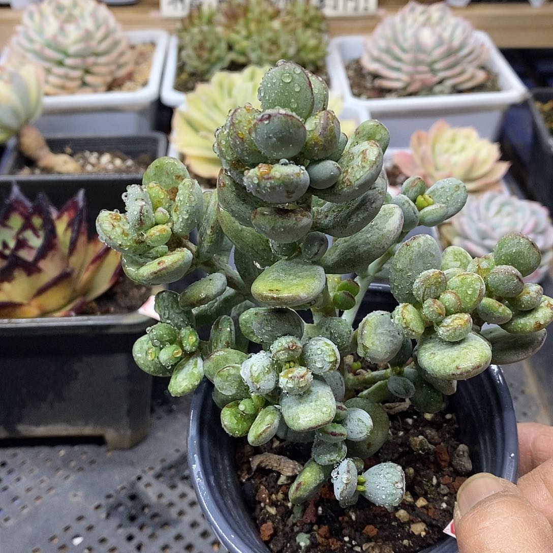 30171 虎斑乒乓福娘锦自然群