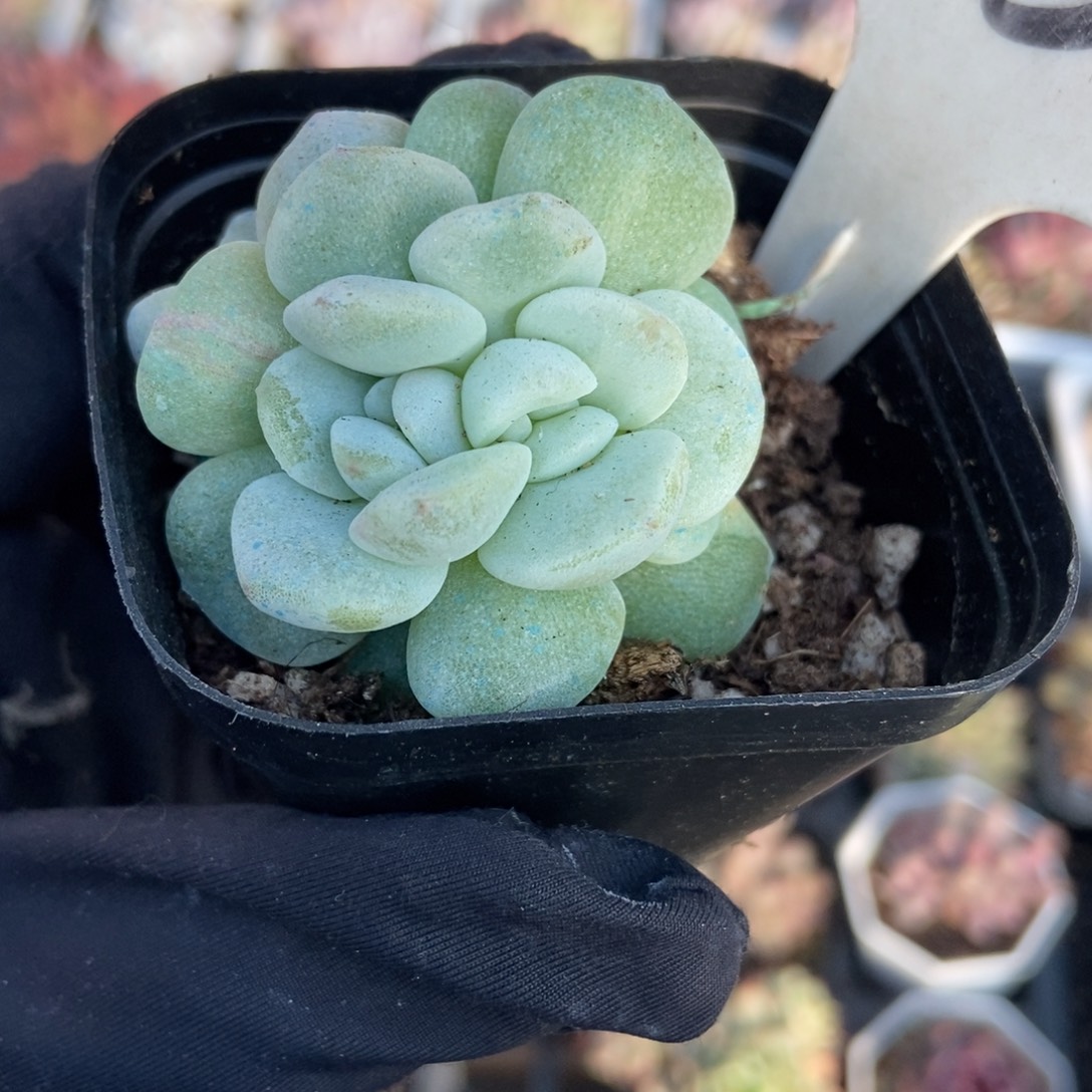 1057冰玉石化多肉