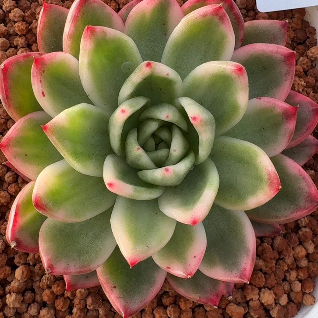 2712卡利斯托多肉植物