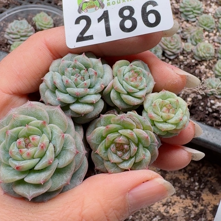多肉植物多肉植物