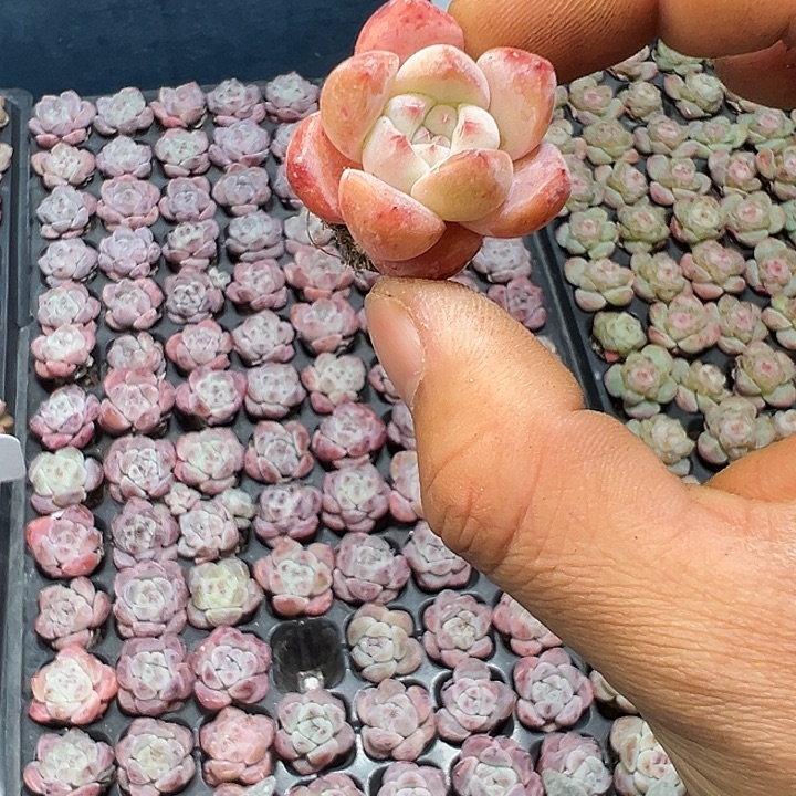 草莓冰沙 满10颗包邮