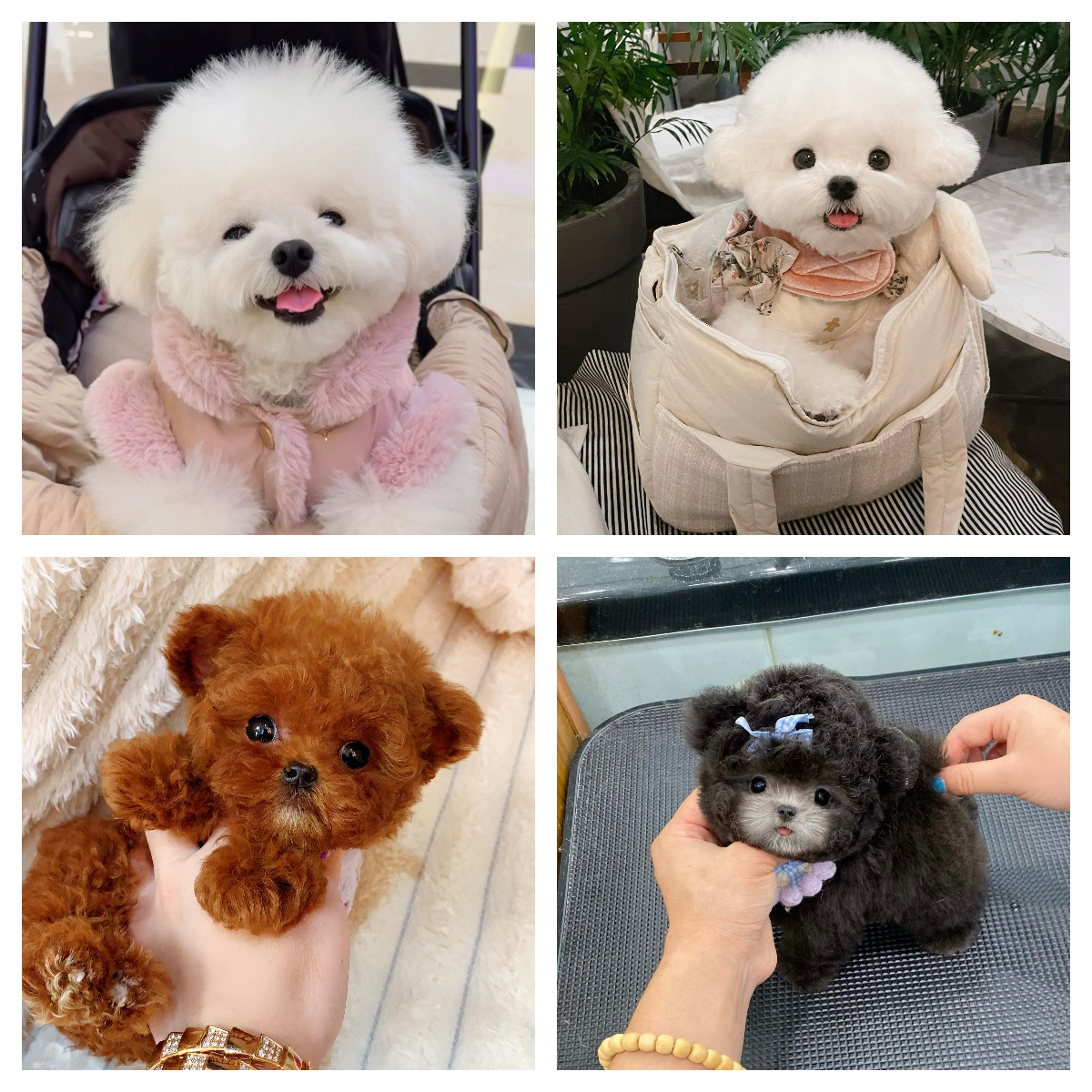 活体宠物狗狗专用链接Ⅱ