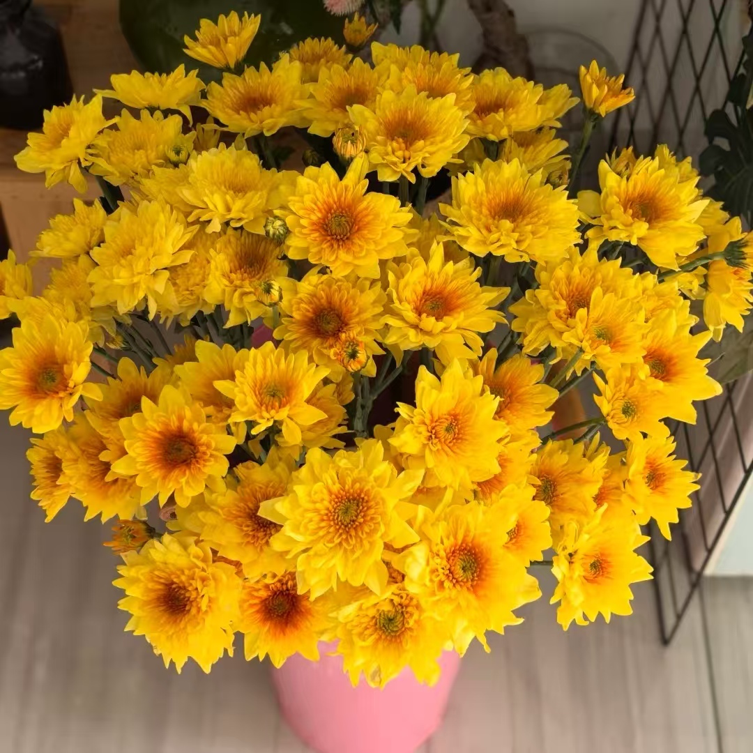 10枝黄桃小雏菊 花期超长待机【两单顺丰冷链或京东快递】鲜花