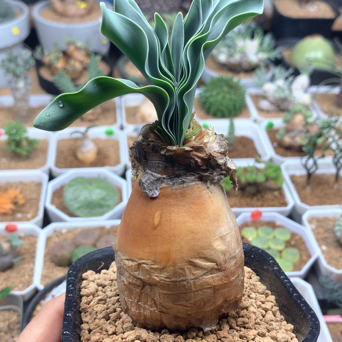 产地巨凤之卵带盆养定