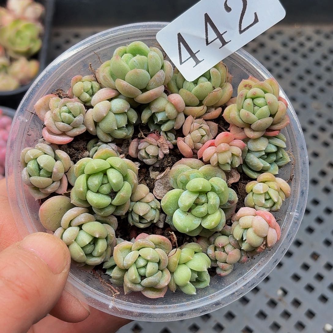 多肉植物多肉植物442