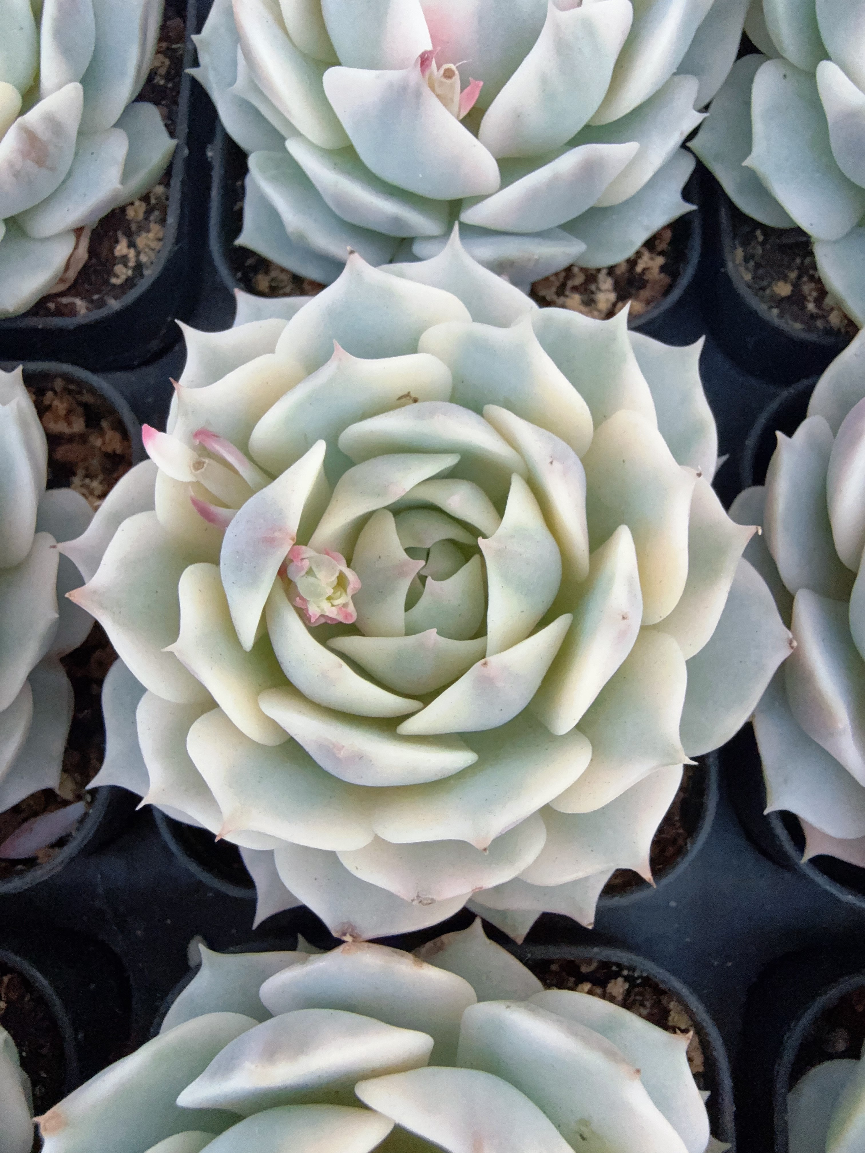 70#白覆轮露娜莲锦（4-7cm）脱土