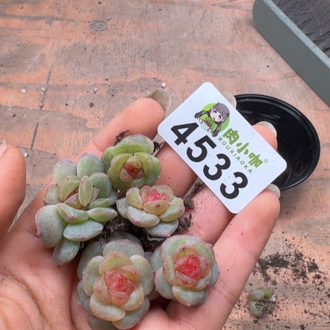 丁***霞多肉植物多肉植物