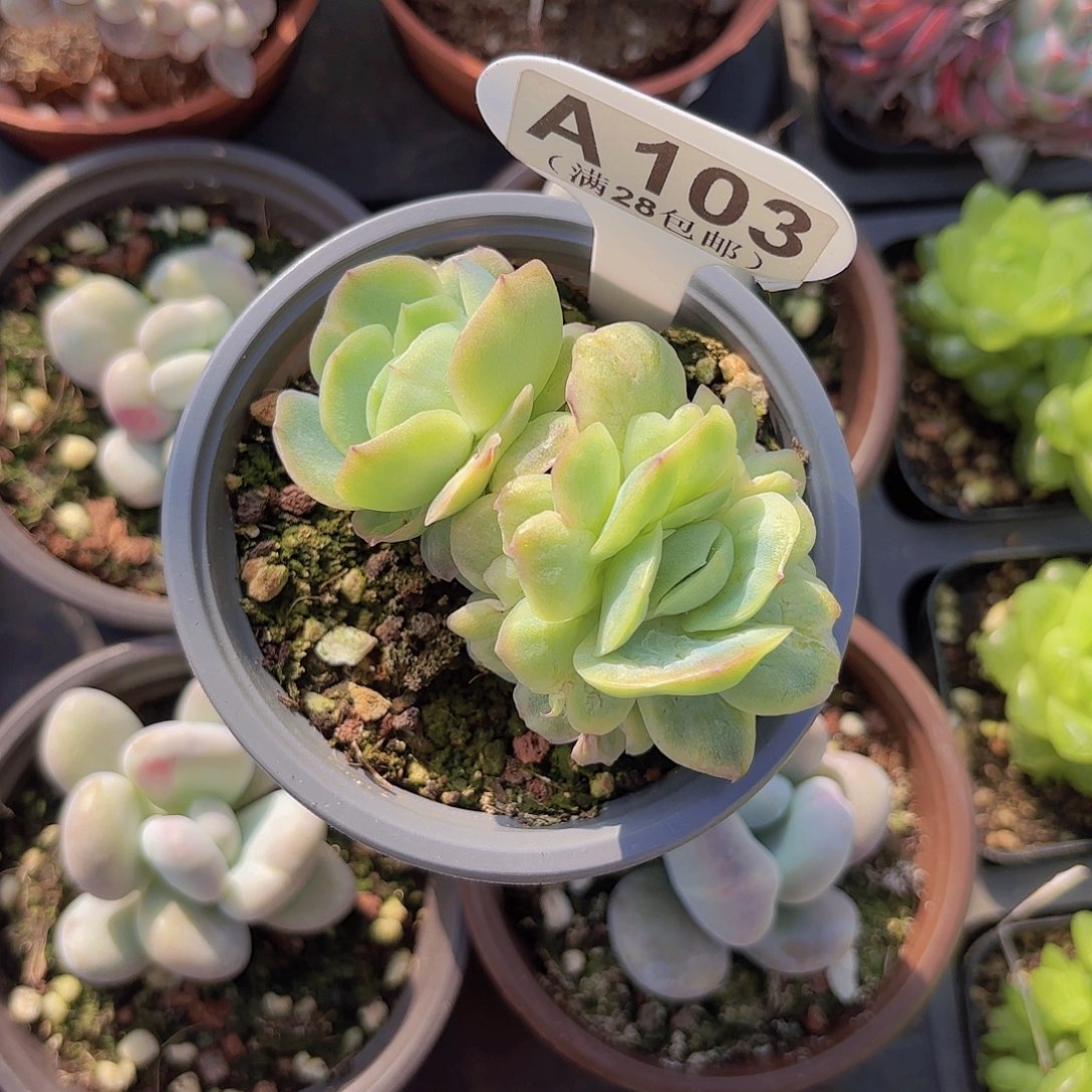 A103泡泡纱裙一物一拍