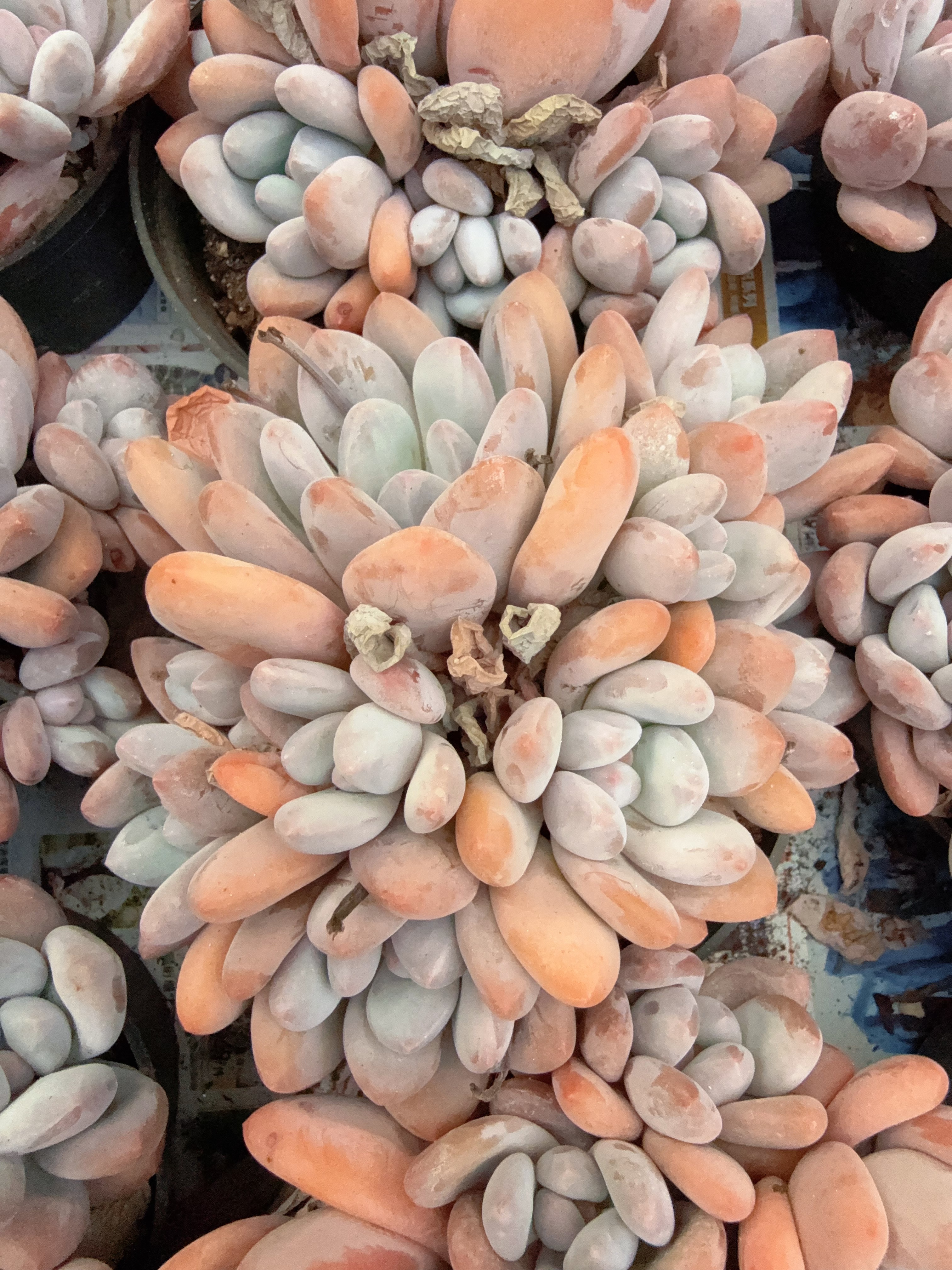 110#4-5头老桩香水无砍（12-14cm）脱土