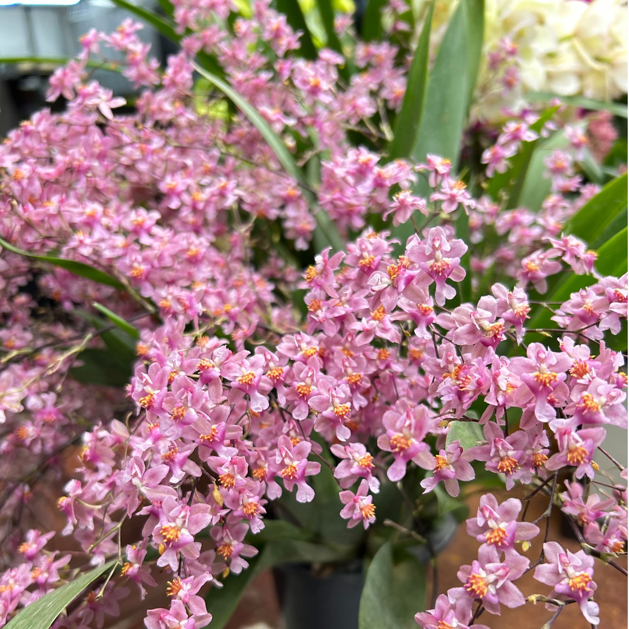 梦香兰粉色7-9枝花箭加仑盆 光宗粉 香水文心兰客厅养护盆栽兰花