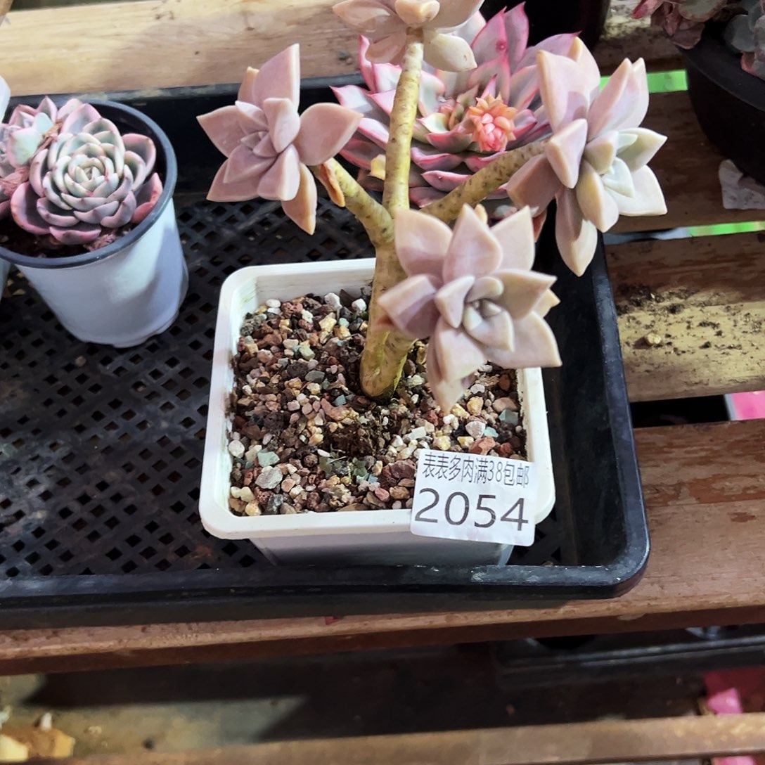 兜***࿐多肉一物一拍植物2054