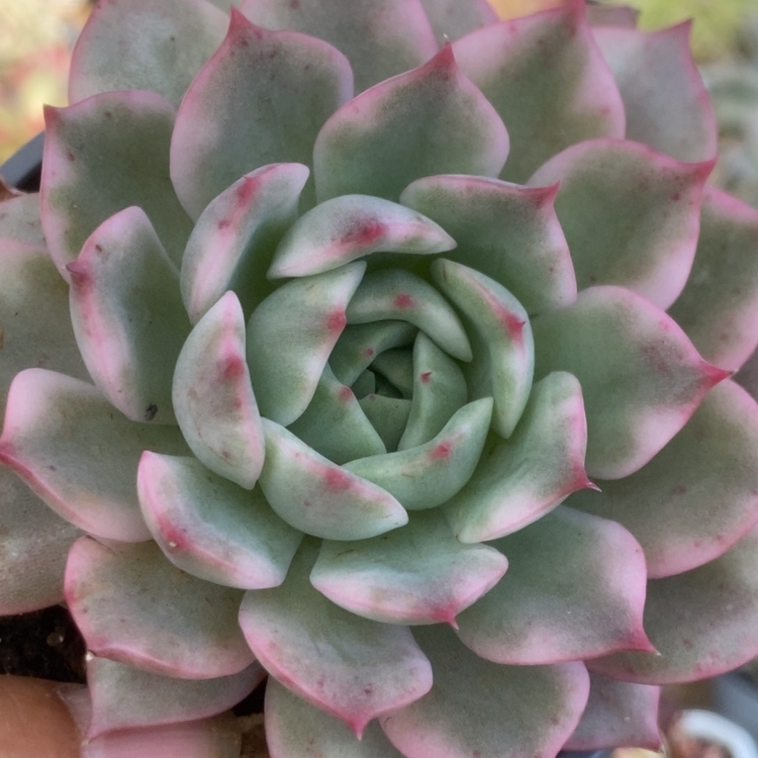 273平安夜锦锦锦锦锦