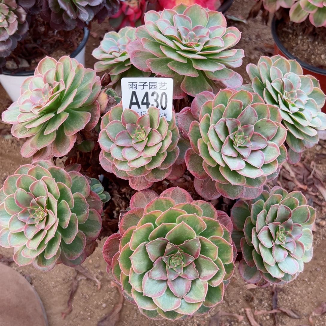 430皇冠尺寸28左右