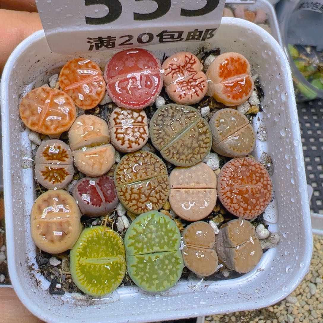 【闪购商品】 553。