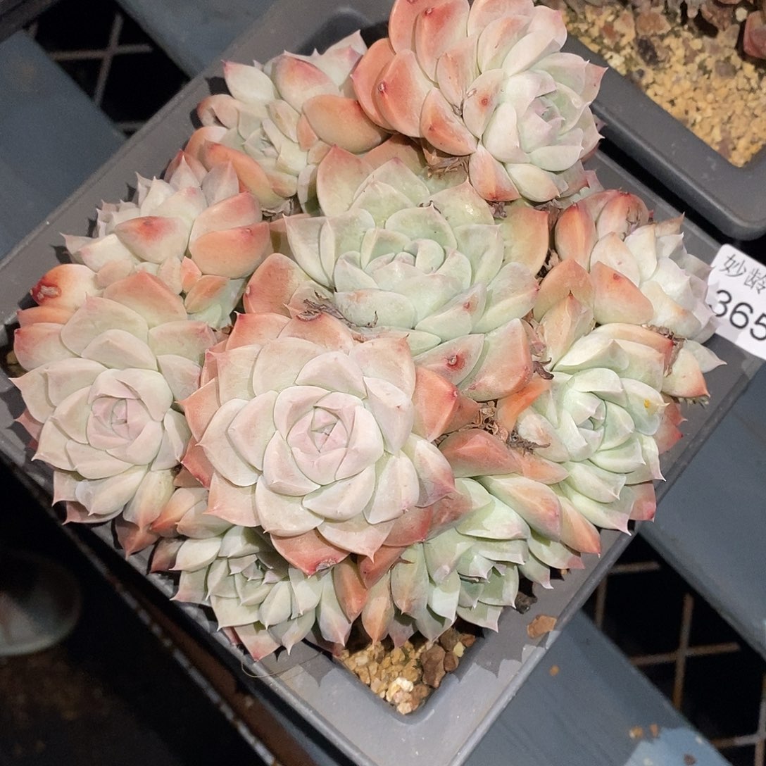 如***令3650下播福利，15厘米