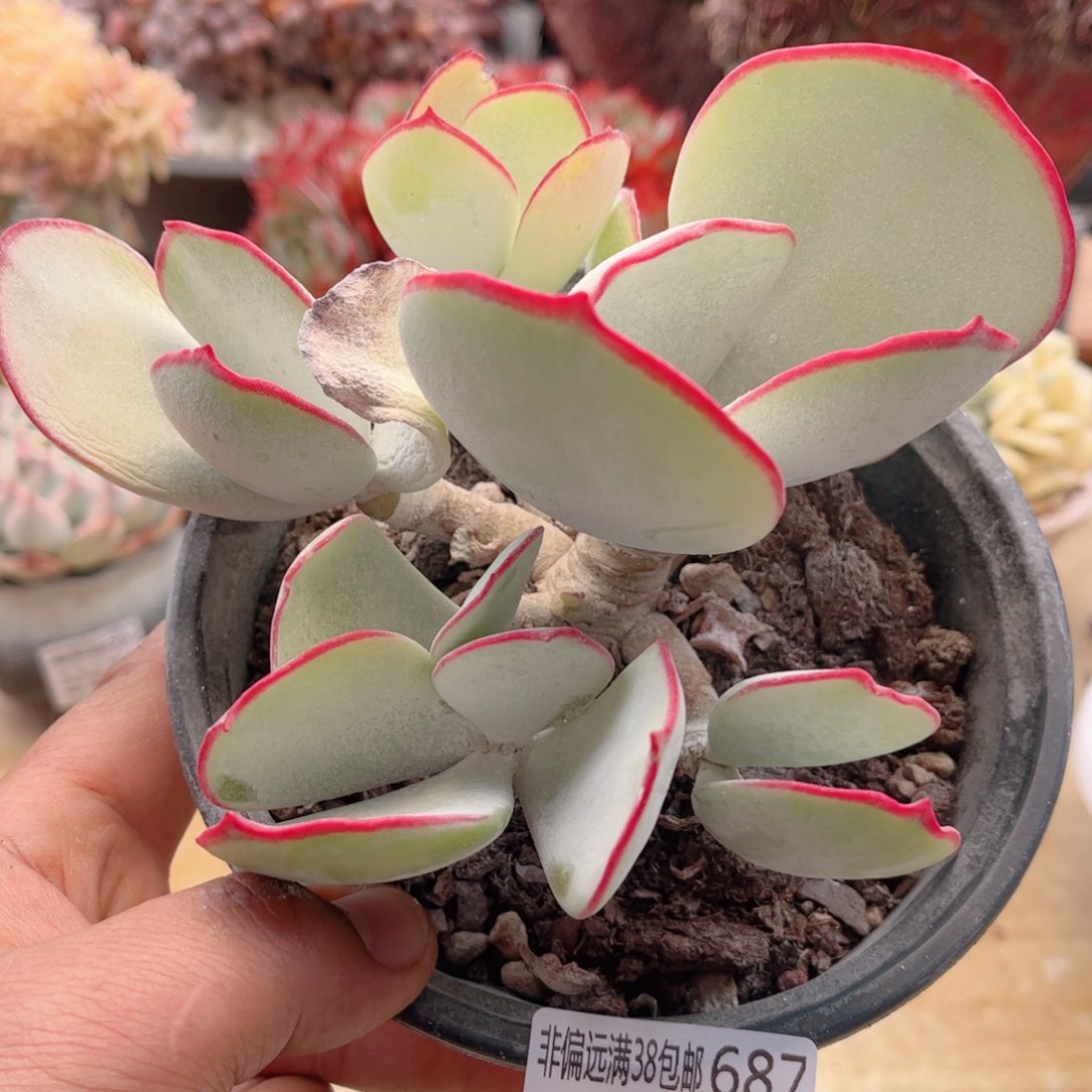 687白眉德华多肉