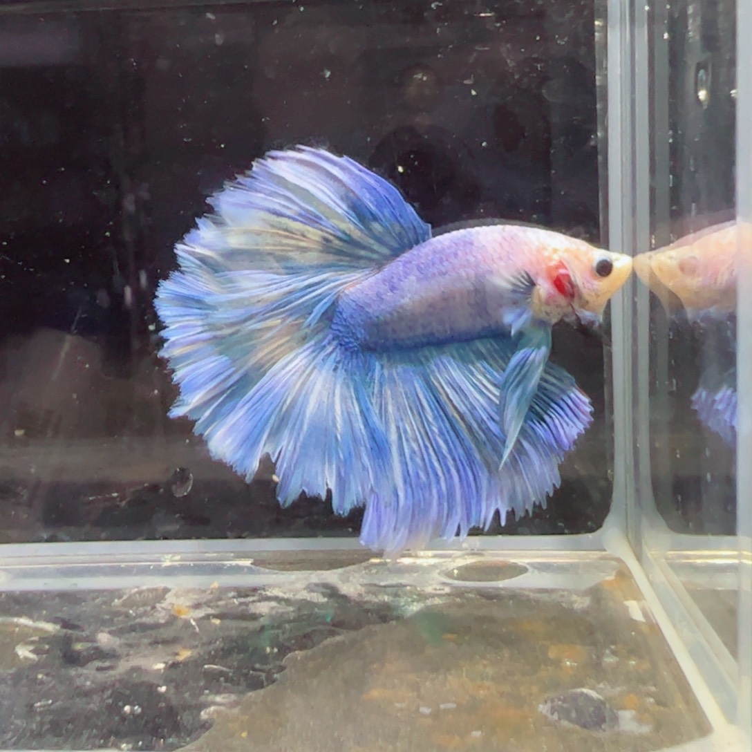 斗鱼浅色特殊尾hhhh