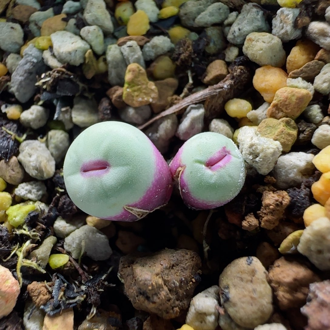 2-13-4-3当天满58包邮小型嘟嘟嘴0.7有有裂多肉脱土