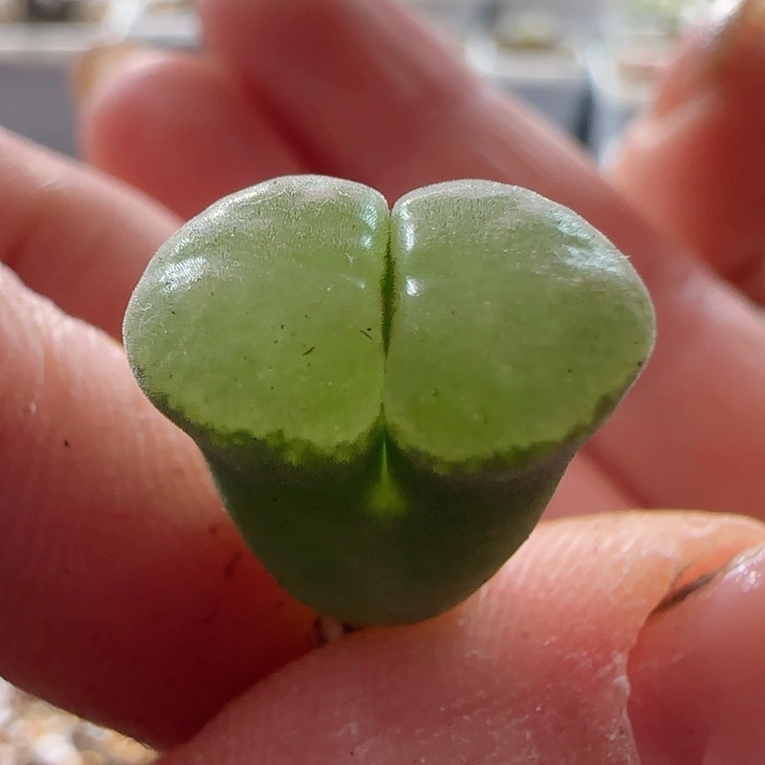 墨白大脸 翻窗精品。     