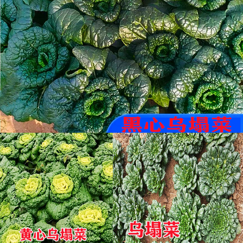 乌塌菜种子秧苗黄心乌塌菜黑心乌塌菜四季耐寒秋冬蔬菜苗乌塌菜苗