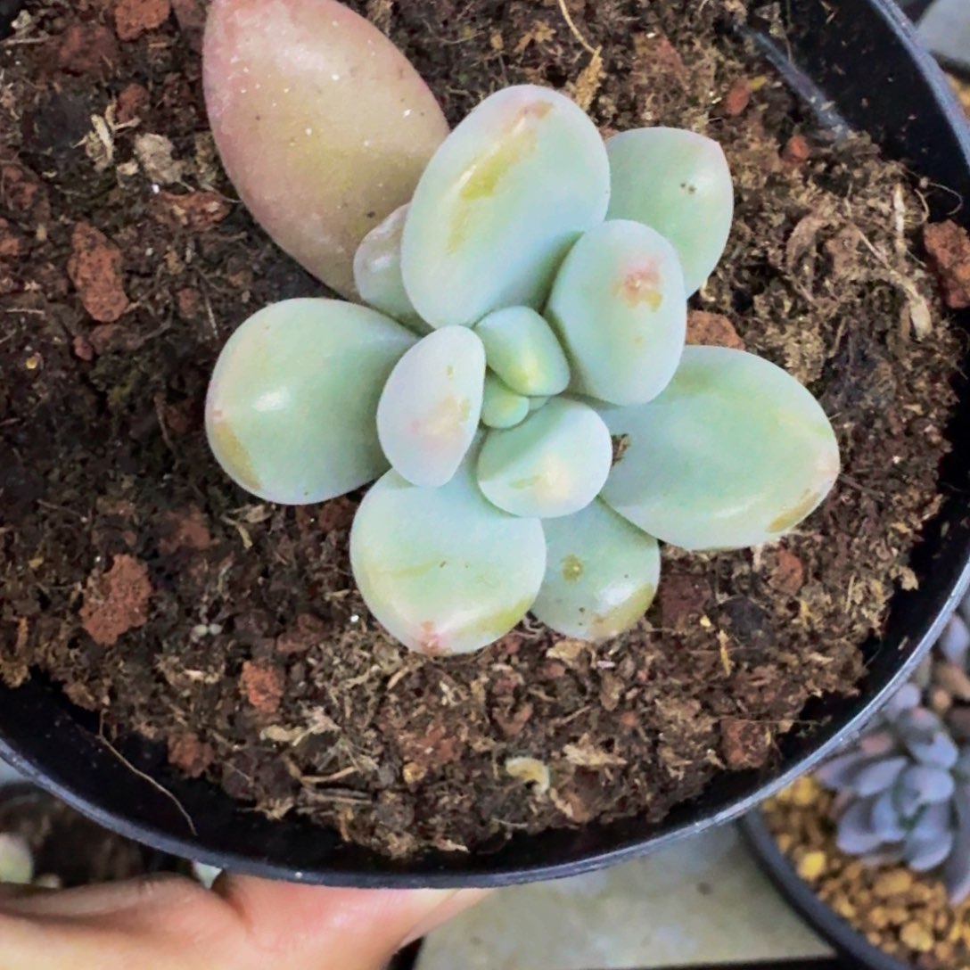 胖彩体 哥特 单头 叶插  一物一拍