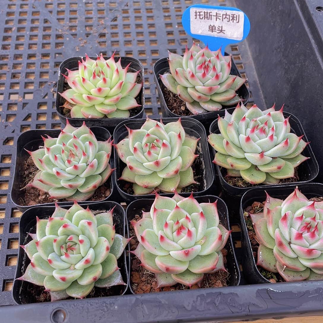 482号 托斯卡内利单头一个