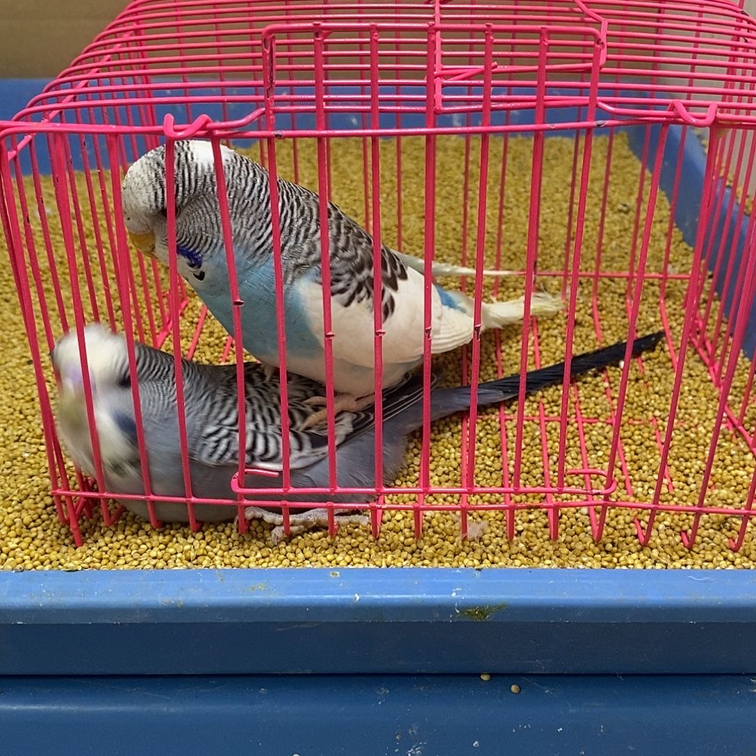 虎皮鹦鹉大头一对