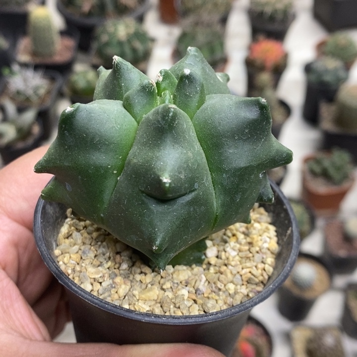 实生龟甲特价福利