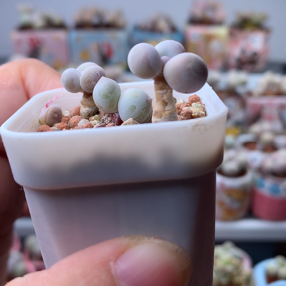 水光针奶酪带盆发货