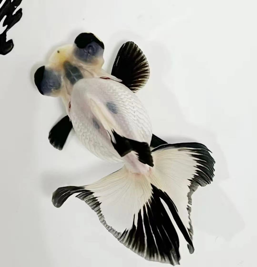熊猫蝶尾金鱼活体观赏鱼冷水淡水鱼好养耐活