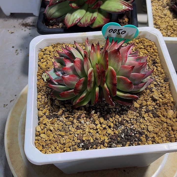 惊鸿仙子多肉植物50