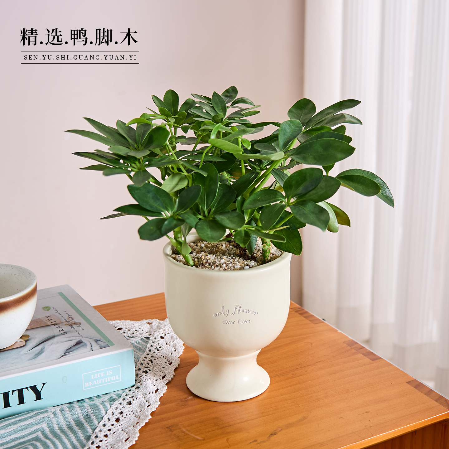 鸭脚木盆栽客厅桌面绿植盆景花卉寓意好净化空气四季好养植物