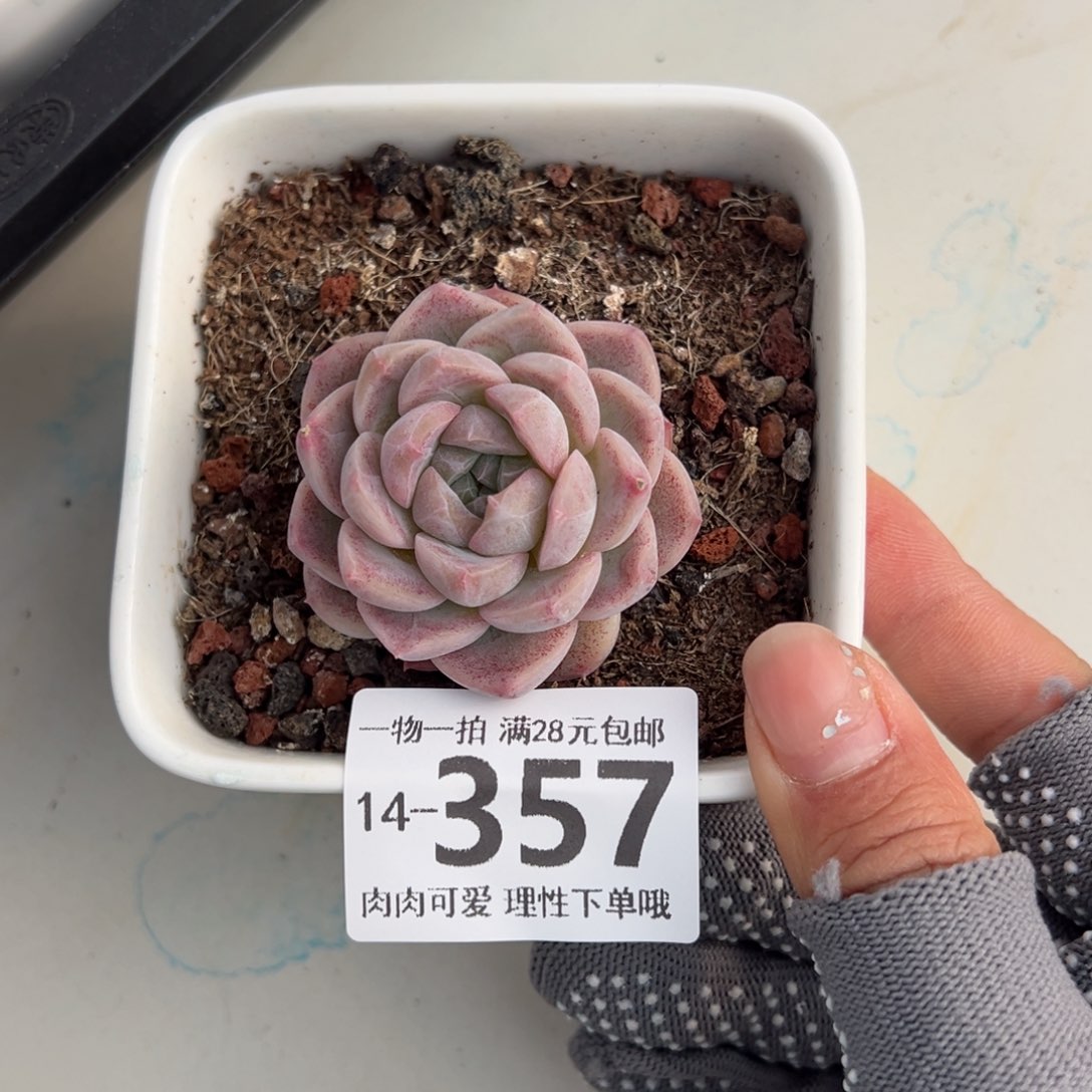 甜心珍妮多肉多肉多肉