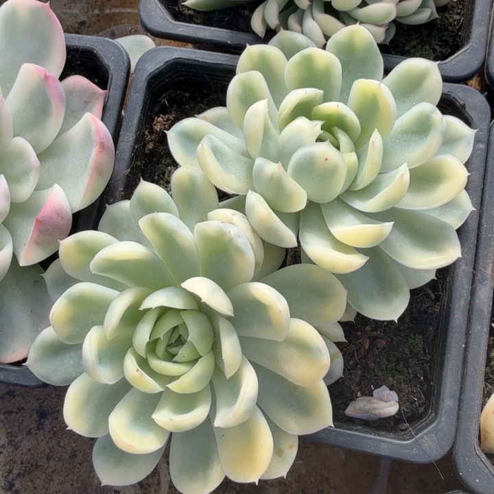 草莓冰锦佛轮锦双头