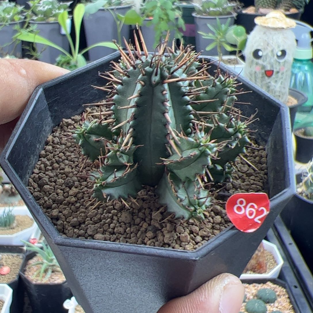 红刺麒麟一物一拍脱土发