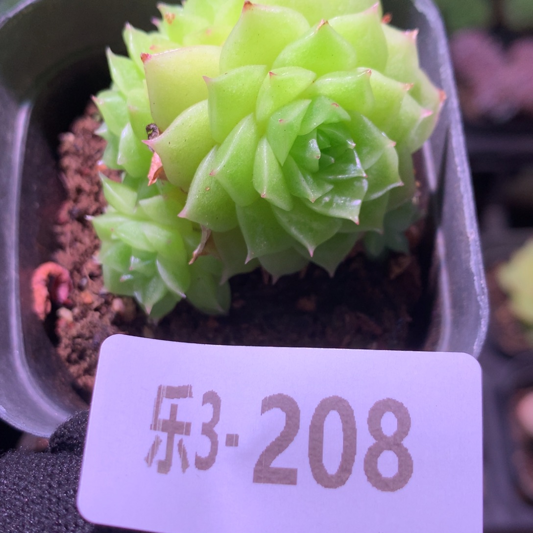 乐然 3-208 麦秆群  